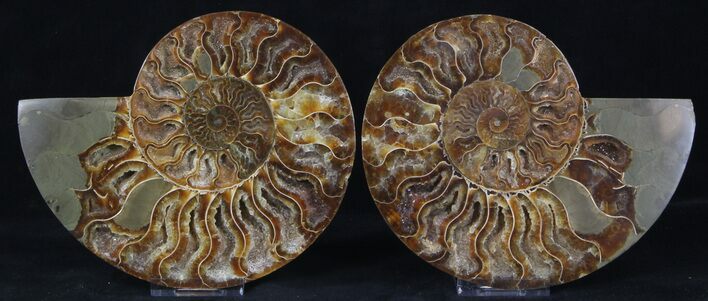 Cut/Polished Ammonite Pair - Agatized #37270